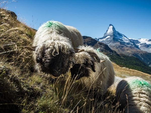 Schwarznasenschafe Zermatt