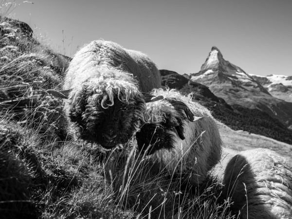 Schwarznasenschafe Zermatt – Bild 2